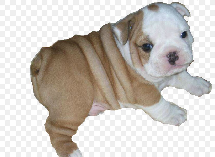 French Bulldog Clip Art, PNG, 800x600px, Bulldog, American Bulldog, American Bully, American Kennel Club, Australian Bulldog Download Free