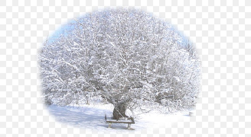 Fruit Tree Winter Thompson Snow, PNG, 600x450px, Tree, Apple, Branch, Forest, Freezing Download Free