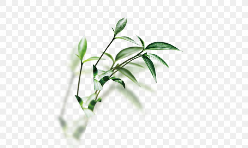 Herb Traditional Chinese Medicine Basil, PNG, 1000x600px, Herb, Basil, Branch, Chinese Herbology, Concepteur Download Free