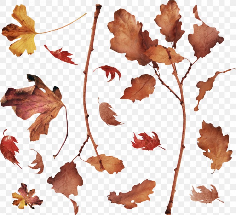 Leaf Petal Plant Stem Clip Art, PNG, 1114x1016px, Leaf, Animation, Branch, Flower, Flowering Plant Download Free