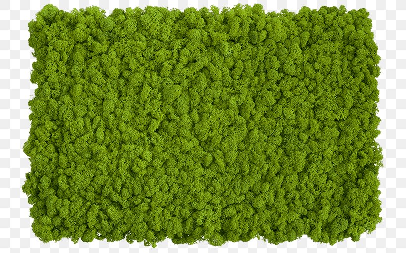 Reindeer Lichen Moss Clip Art Wall, PNG, 750x511px, Reindeer Lichen, Artificial Turf, Bryophyte, Floor, Flooring Download Free