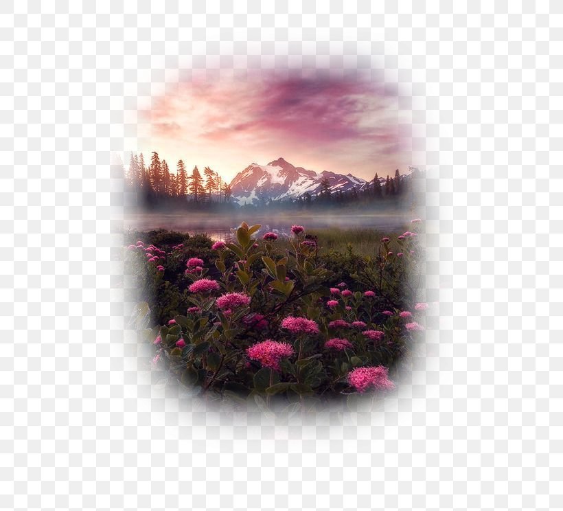 Valley Of Flowers National Park Mount Shuksan Arches National Park Mount Rainier National Park Denali National Park And Preserve, PNG, 500x744px, Valley Of Flowers National Park, Arches National Park, Cascade Range, Denali National Park And Preserve, Flower Download Free
