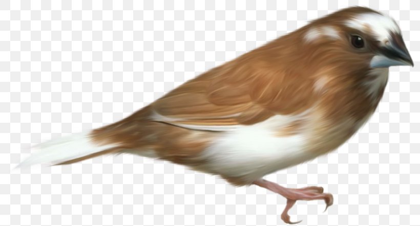 Bird Parrot Sparrow Clip Art, PNG, 800x442px, Bird, Animal, Beak, Color, Eagle Download Free