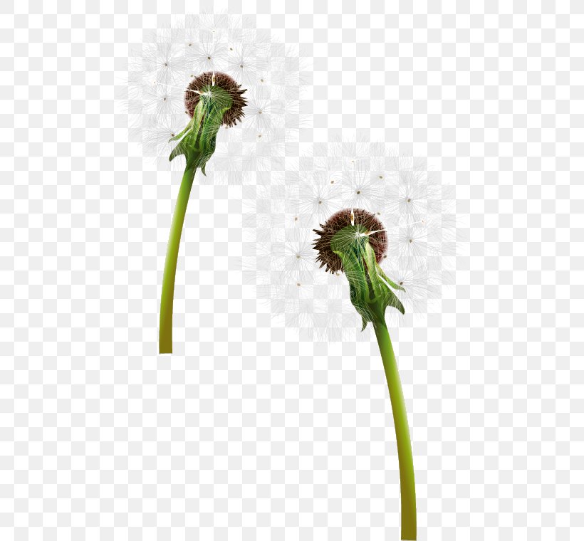 Dandelion, PNG, 504x760px, Dandelion, Cdr, Digital Image, Flora, Flower Download Free