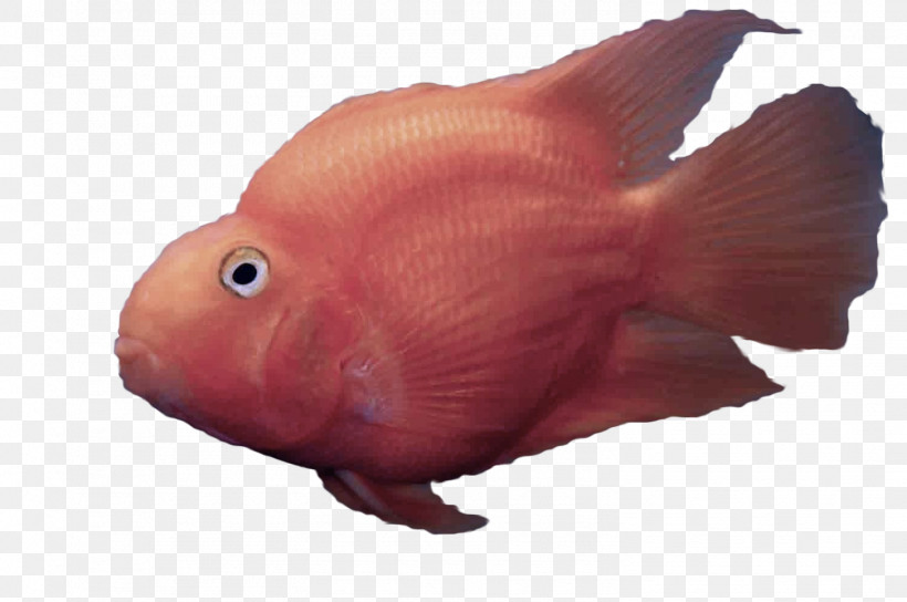 Fish Red Fish Pink Parrotfish, PNG, 1495x992px, Fish, Deep Sea Fish, Goldfish, Mouth, Parrotfish Download Free