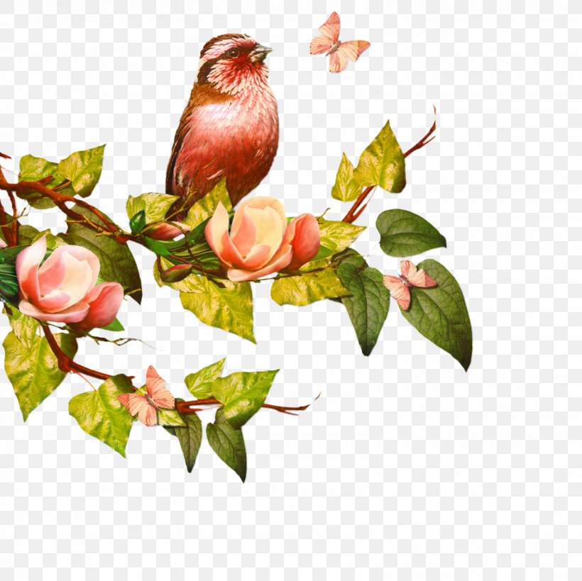 Flowers Background, PNG, 1600x1600px, Branch, American Rosefinches, Bird, Bud, Ceiling Download Free