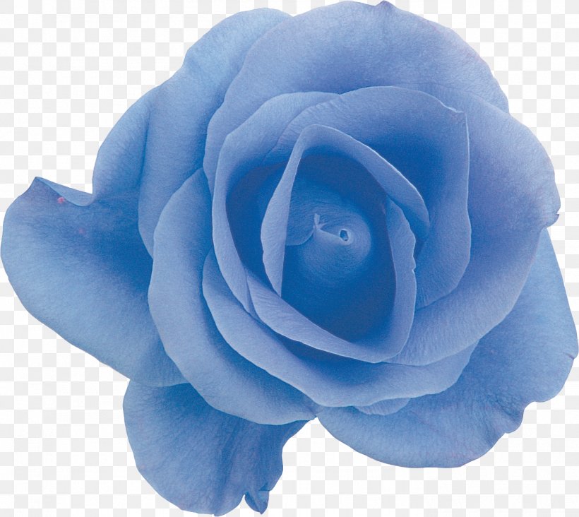Garden Roses Blue Rose Centifolia Roses Floribunda, PNG, 1389x1241px, Garden Roses, Aqua, Blue, Blue Rose, Centifolia Roses Download Free
