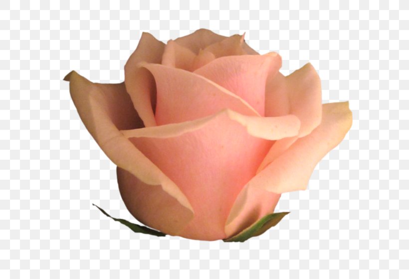Garden Roses Cabbage Rose Floribunda Petal Cut Flowers, PNG, 700x559px, Garden Roses, Cabbage Rose, Close Up, Cut Flowers, Floribunda Download Free