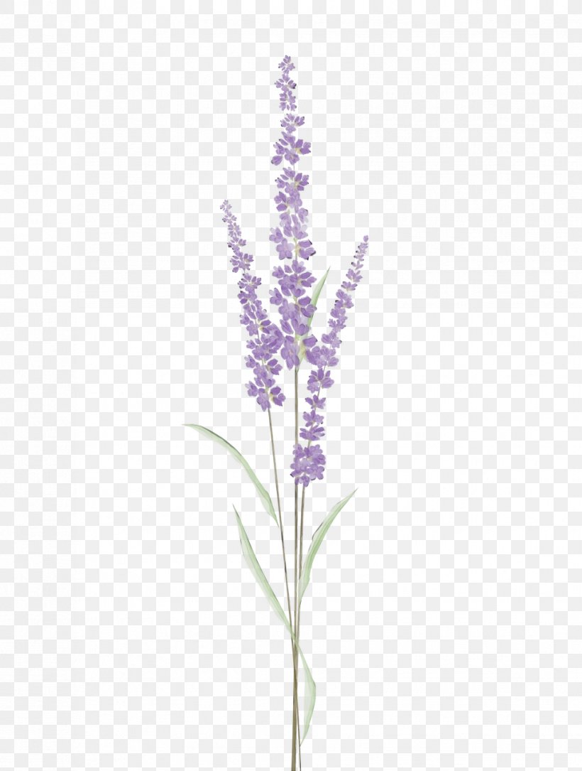 Lavender, PNG, 967x1280px, Watercolor, Delphinium, English Lavender, Flower, Flowering Plant Download Free