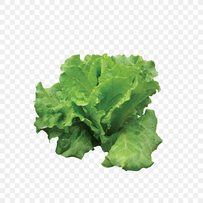Leaf Leaf Vegetable Lettuce Vegetable Plant, PNG, 1200x1200px, Leaf, Blue Sow Thistle, Flower, Food, Iceburg Lettuce Download Free