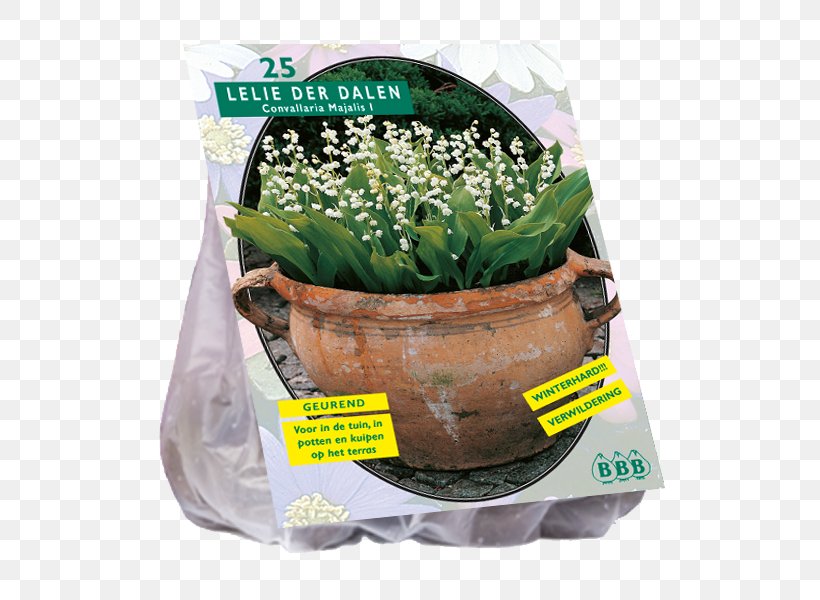 Lily Of The Valley Lilium Speciosum Bulb Flowerpot, PNG, 800x600px, Lily Of The Valley, Bolgewas, Bulb, Cactus, Flower Download Free
