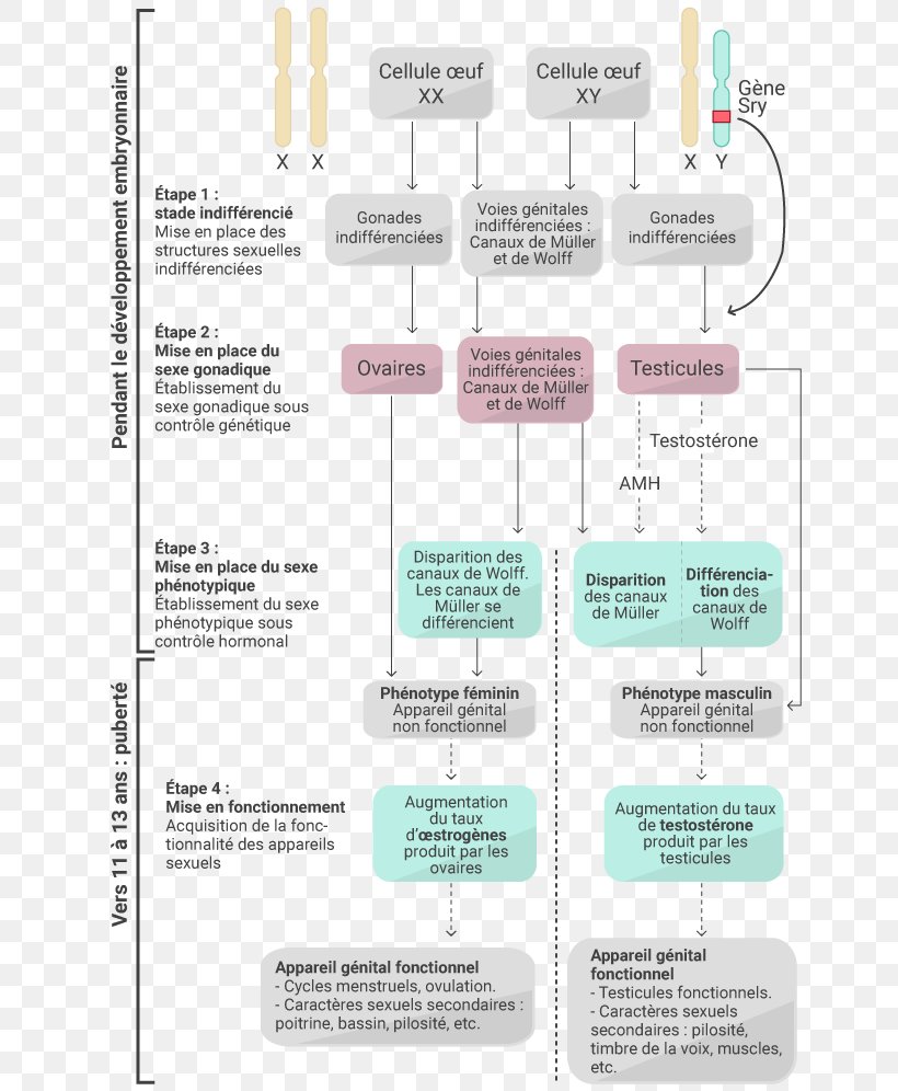 Paper Diagram Line, PNG, 664x996px, Paper, Area, Diagram, Text Download Free