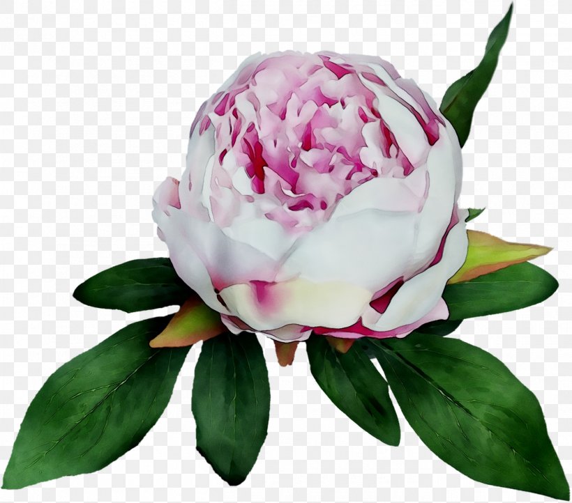 Peony Cabbage Rose Cut Flowers, PNG, 1355x1194px, Peony, Cabbage Rose, Chinese Peony, Common Peony, Cut Flowers Download Free