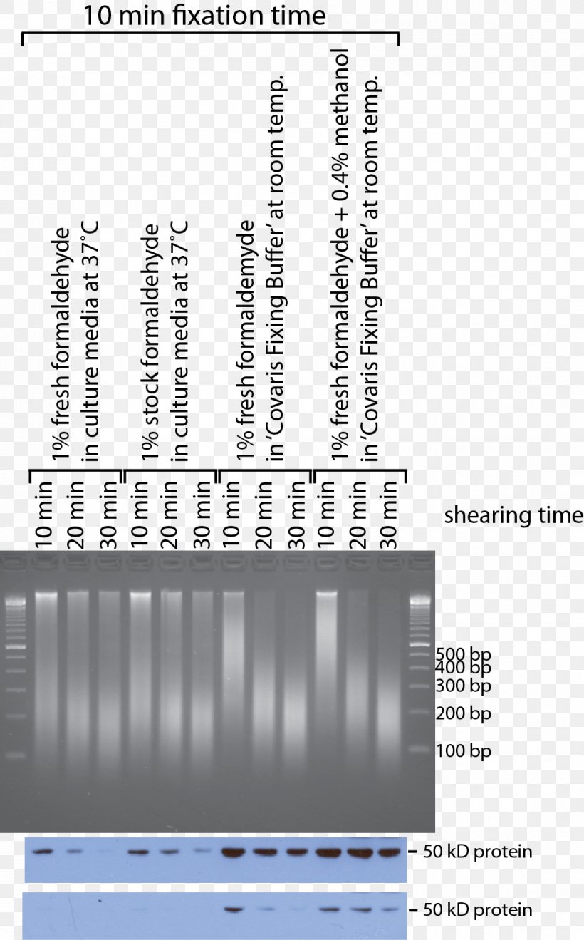 Is dna sheared during sonication, Optimizing DNA Shearing for Next ...