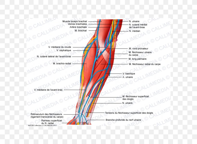 Anterior Compartment Of The Forearm Elbow Nerve Brachialis Muscle, PNG, 600x600px, Watercolor, Cartoon, Flower, Frame, Heart Download Free