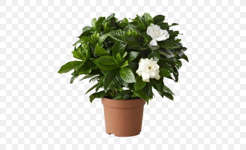 Cape Jasmine Houseplant Flowerpot Garden Shrub, PNG, 500x500px, Cape Jasmine, Cut Flowers, Evergreen, Florist Kalanchoe, Flower Download Free