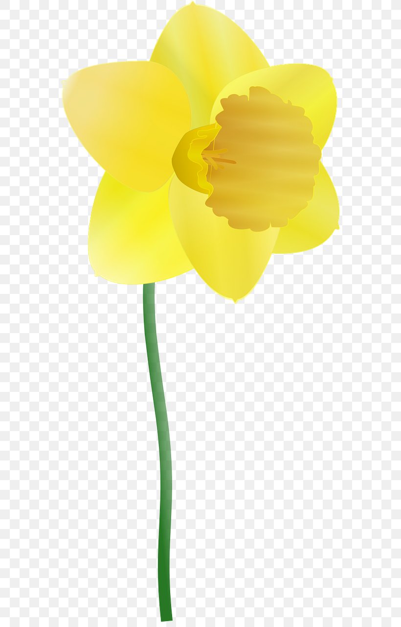 Daffodil Clip Art, PNG, 640x1280px, Daffodil, Cut Flowers, Drawing, Flower, Flowering Plant Download Free