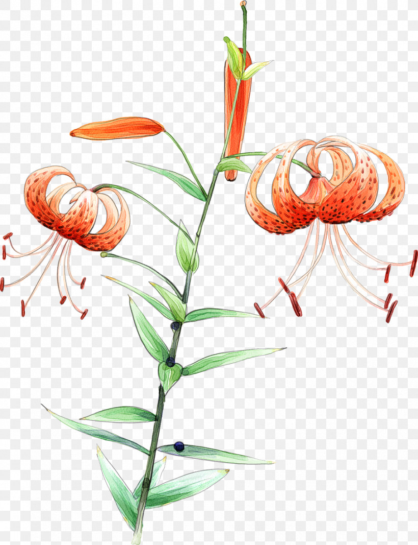 Flower Plant Tiger Lily Plant Stem Lily Family, PNG, 907x1181px, Flower, Anthurium, Lily, Lily Family, Pedicel Download Free