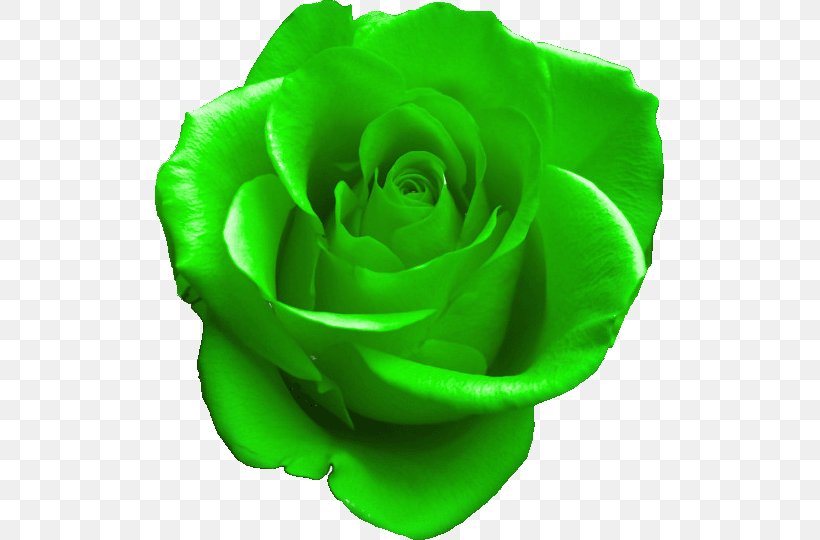 GIF Rose Green Clip Art Image, PNG, 509x540px, Rose, Animated Film, Black Rose, Blingee, Blue Download Free