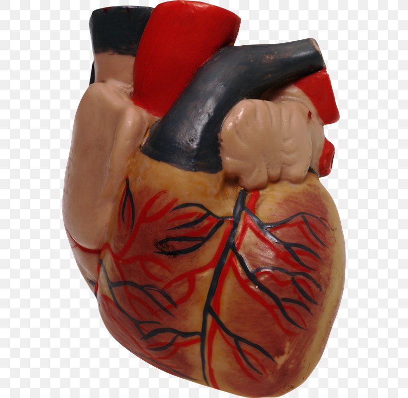 Human Heart Human Anatomy, PNG, 571x800px, Watercolor, Cartoon, Flower, Frame, Heart Download Free