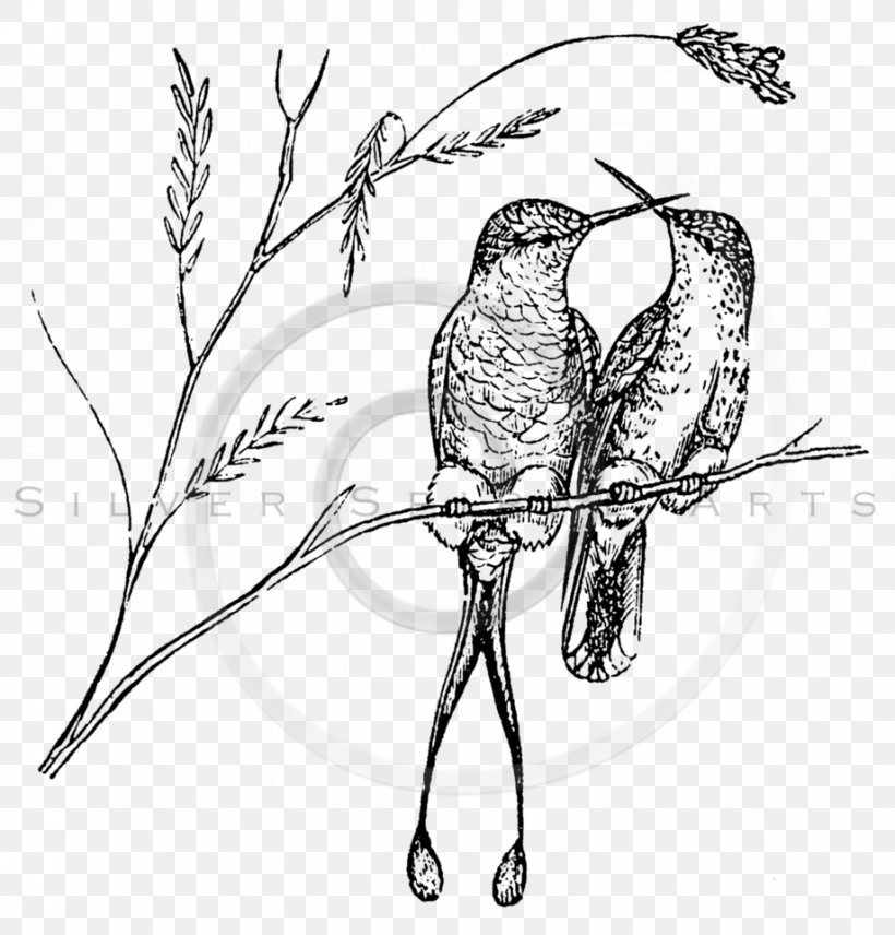 Ruby-throated Hummingbird Paper Drawing, PNG, 919x960px, Hummingbird, Archilochus, Art, Beak, Bird Download Free