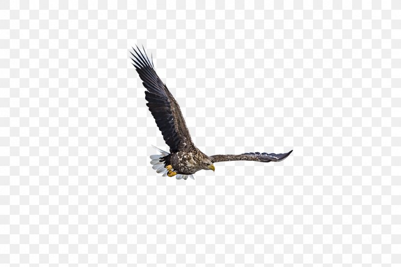 Bald Eagle Fauna Beak Wildlife, PNG, 1151x768px, Bald Eagle, Accipitriformes, Beak, Bird, Bird Of Prey Download Free