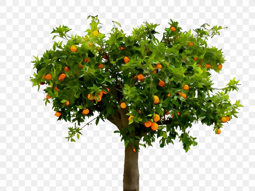 Citrus Fruit Tree Episode Narrative Png 11x2px Citrus Article Bitter Orange Branch Calamondin Download Free