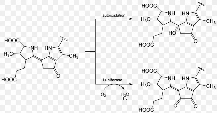 Firefly Luciferin Luciferase Bioluminescence Chemical Reaction, PNG, 1200x628px, Luciferin, Adenosine Triphosphate, Area, Auto Part, Bioluminescence Download Free