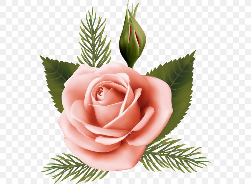 Garden Roses Cabbage Rose Pink Floral Design Cut Flowers, PNG, 561x600px, Garden Roses, Beach Rose, Cabbage Rose, Cut Flowers, Floral Design Download Free