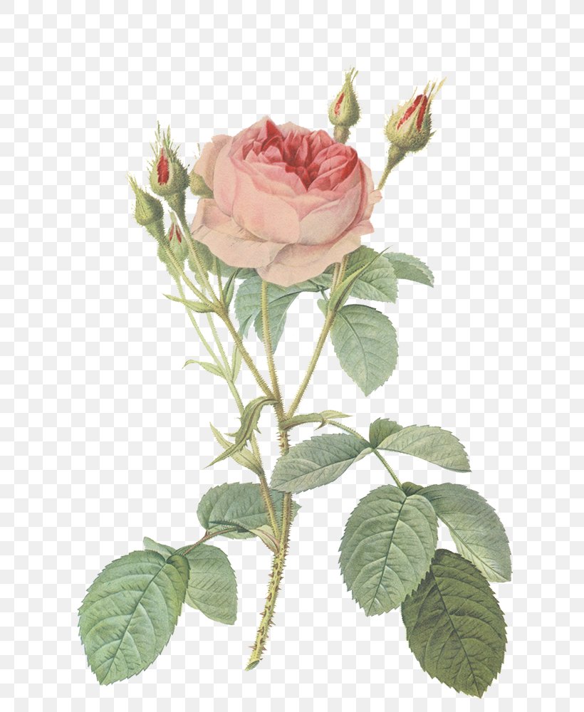 Les Roses Redoute Rose Prints Botanical Illustration, PNG, 800x1000px, Roses, Art, Artificial Flower, Botanical Illustration, Botanical Illustrator Download Free