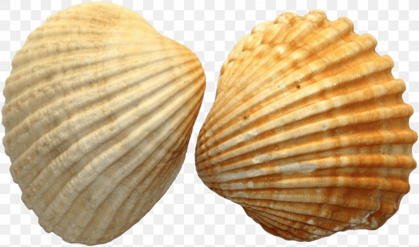 Sea Cartoon, PNG, 1807x1068px, Seashell, Baltic Clam, Bivalve, Clam, Cockle Download Free