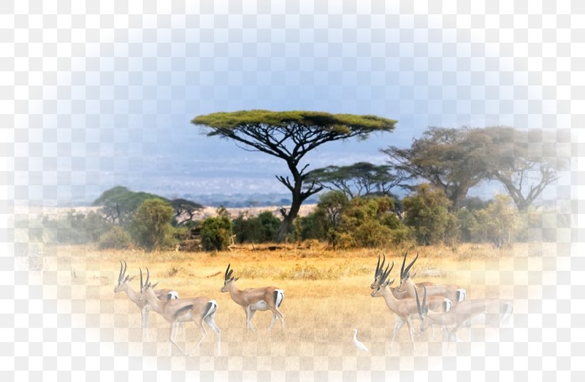 Selous Game Reserve Savanna Baluran National Park Safari, PNG, 800x536px, Selous Game Reserve, Africa, Baluran National Park, East Africa, Ecosystem Download Free
