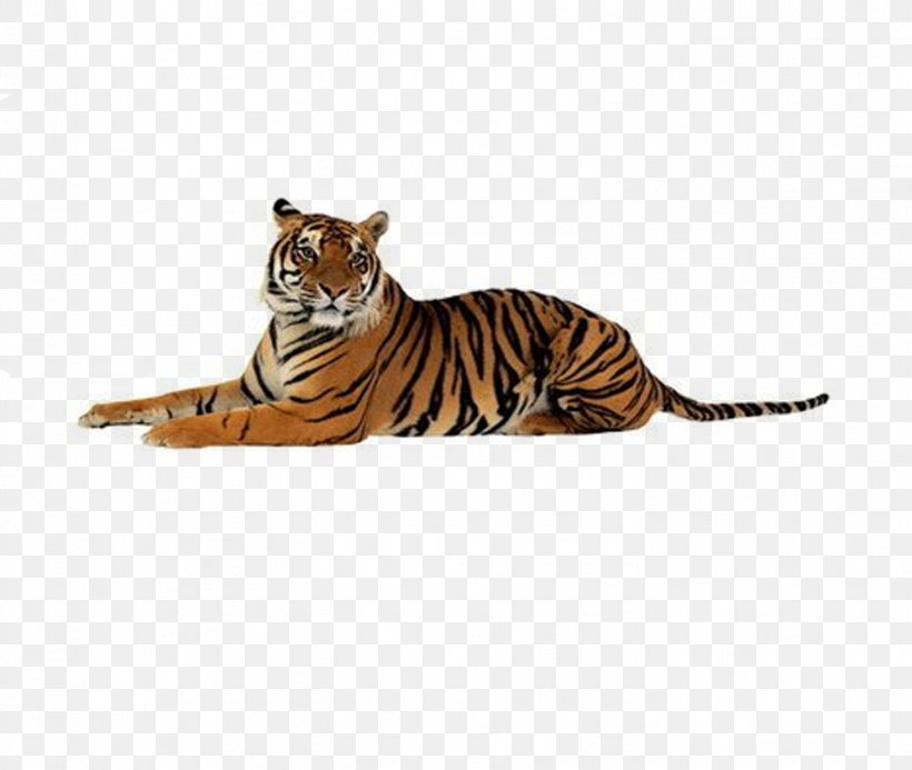 Tigers, PNG, 1466x1240px, Tiger, Big Cat, Big Cats, Carnivoran, Cat Like Mammal Download Free