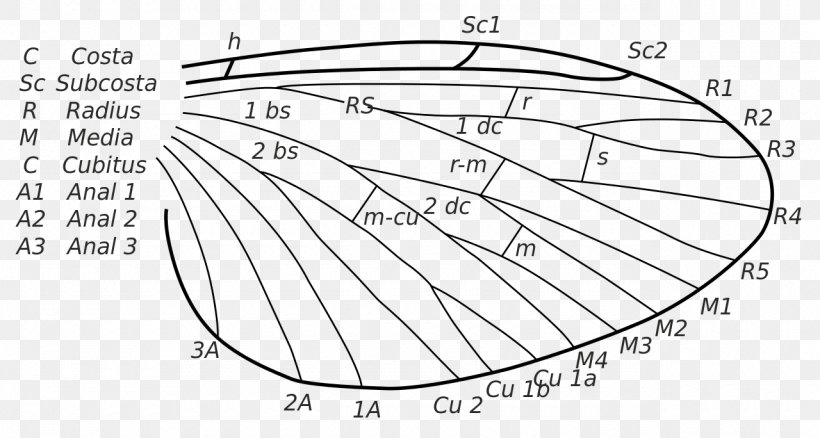 Drawing Circle Point Line Art Angle, PNG, 1280x684px, Watercolor, Cartoon, Flower, Frame, Heart Download Free