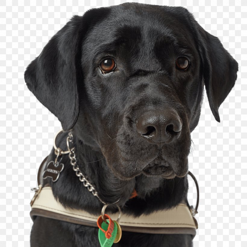 Labrador Retriever Dog Breed Guide Dog Dog Collar Black Dog, PNG, 1200x1200px, Labrador Retriever, Black Dog, Breed, Collar, Dog Download Free