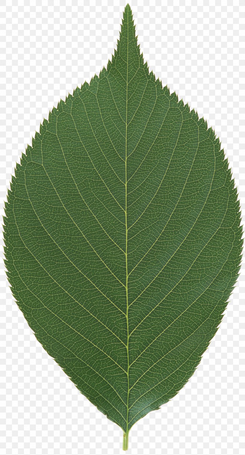 Leaf, PNG, 1390x2580px, Leaf, Plant Download Free
