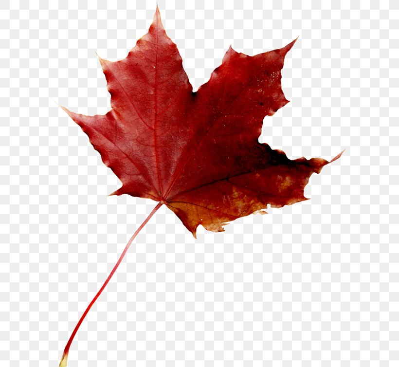 Maple Leaf Red Maple Clip Art, PNG, 600x754px, Maple Leaf, Aceraceae, Leaf, Maple, Maple Tree Download Free