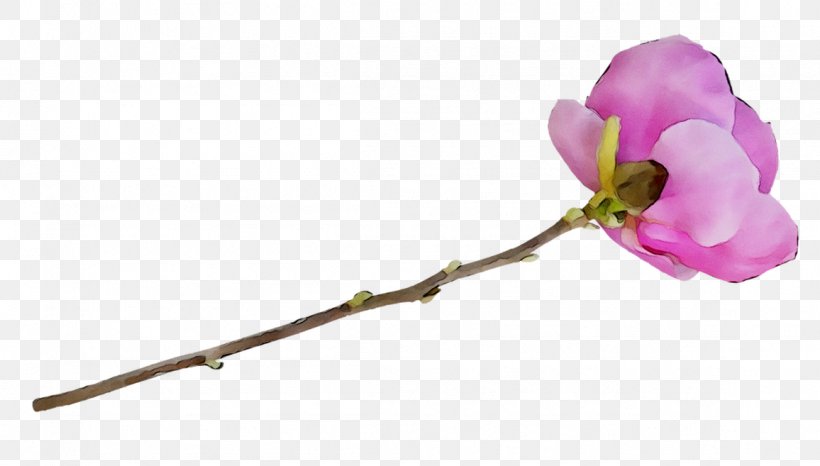 Moth Orchids Cut Flowers Plant Stem Rose Family, PNG, 1156x657px, Moth Orchids, Blossom, Branch, Bud, Cut Flowers Download Free