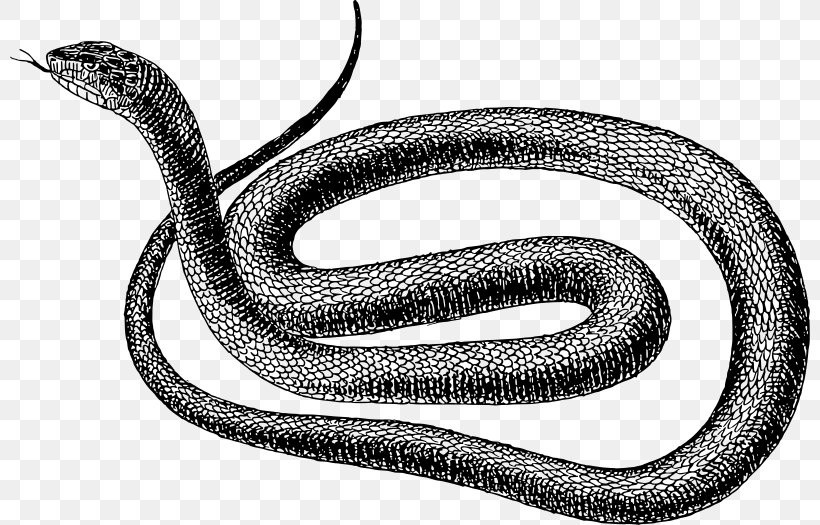 Snake Vipers Drawing Clip Art, PNG, 800x525px, Snake, Black And White, Black Rat Snake, Colubridae, Drawing Download Free