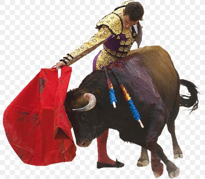 Spain Spanish Fighting Bull Spanish-style Bullfighting, PNG, 800x716px, Spain, Animal Figure, Bull, Bullfighter, Bullfighting Download Free
