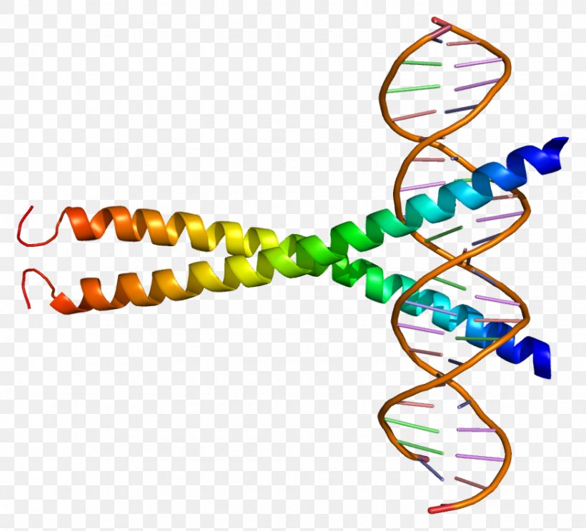 ATF1 Protein BRCA1 Leucine Zipper Transcription Factor, PNG, 875x794px, Protein, Area, Binding Protein, Body Jewelry, Bzip Domain Download Free