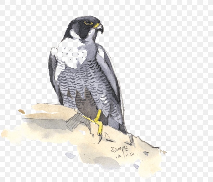 Bird Of Prey Rome Peregrine Falcon Hawk Painting, PNG, 1409x1200px, Bird Of Prey, Animalier, August, Beak, Bird Download Free