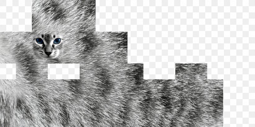 Cat Fur Texture Mapping Katzenfell, PNG, 1024x512px, Cat, Black And White, Color, Computer Graphics, Fauna Download Free