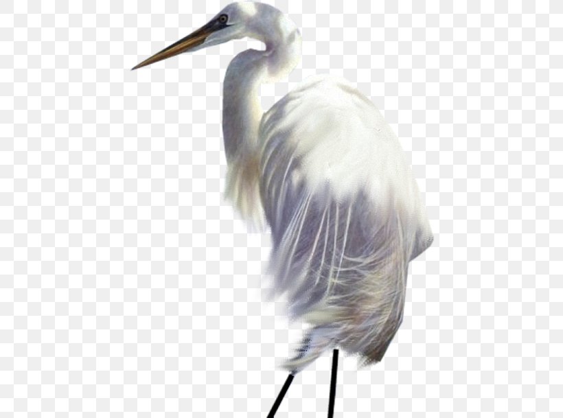 Great Egret White Stork Fujian White Crane Beak, PNG, 447x609px, Great Egret, Beak, Bird, Ciconiiformes, Crane Download Free