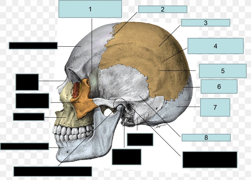 Parietal Bone Frontal Bone Sphenoid Bone Skull, PNG, 1451x1045px, Watercolor, Cartoon, Flower, Frame, Heart Download Free