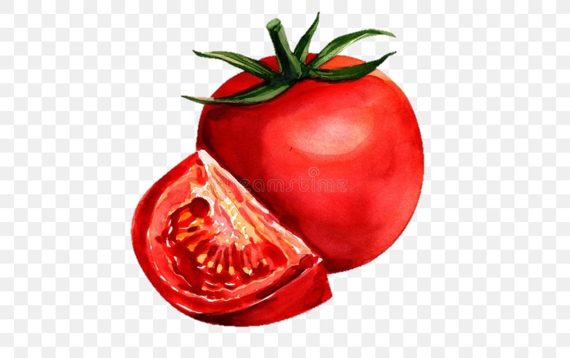Watercolor Painting Tomato Drawing, PNG, 516x516px, Painting, Apple, Art, Bush Tomato, Cheese Download Free