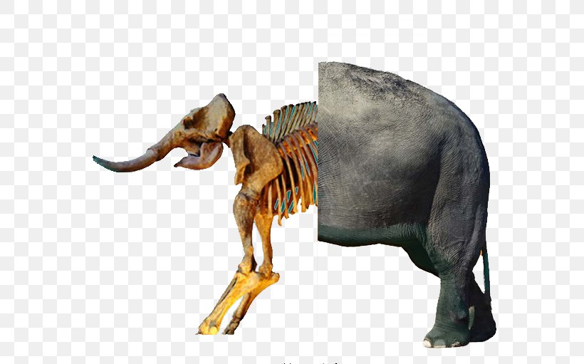 African Bush Elephant Mammoth Fossil, PNG, 646x511px, African Bush Elephant, African Elephant, Elephant, Elephantidae, Elephants In Thailand Download Free