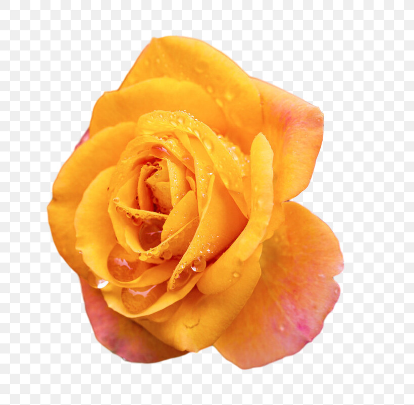 Garden Roses, PNG, 724x802px, Garden Roses, Closeup, Cut Flowers, Flower, Garden Download Free
