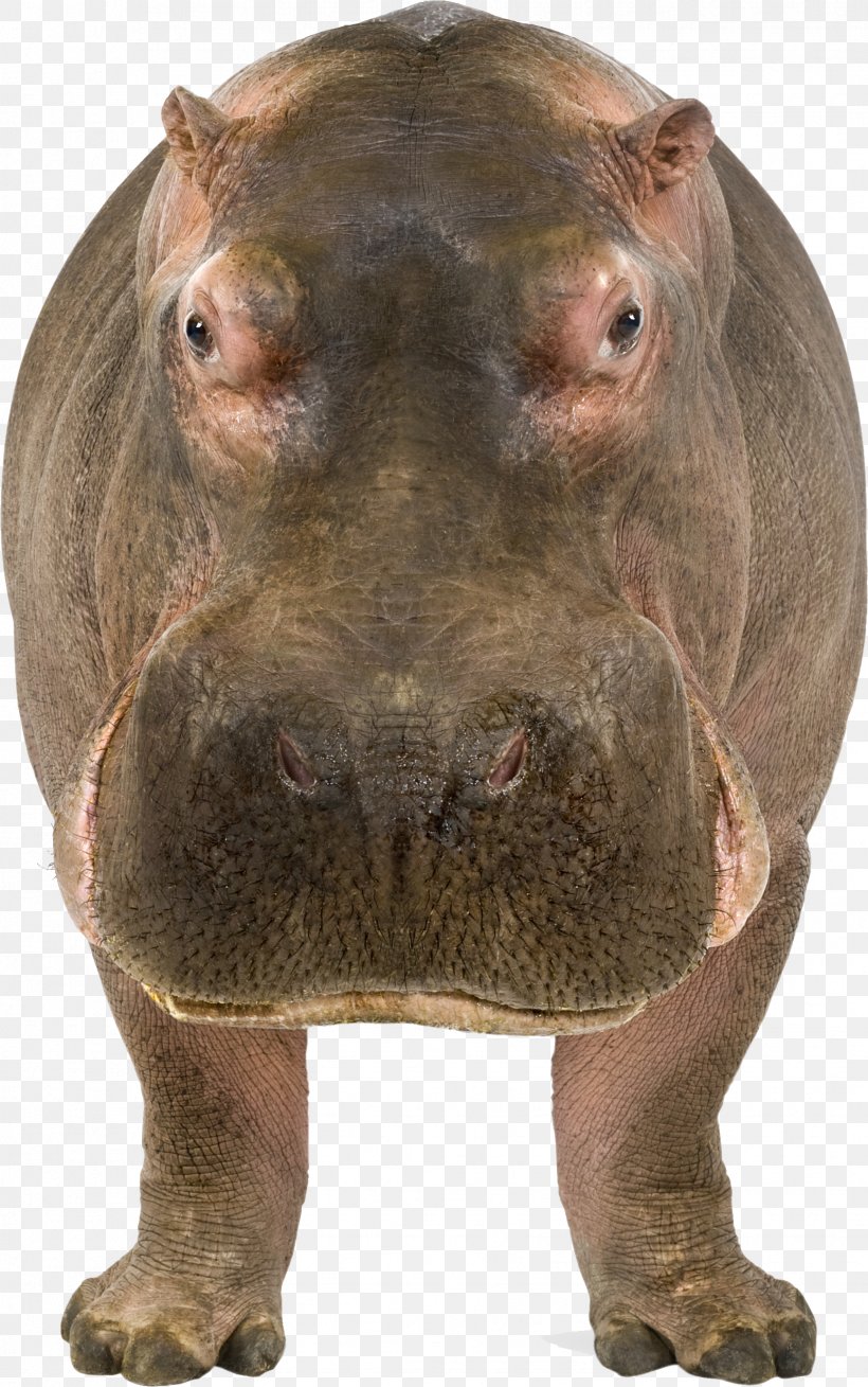 Maasai Mara Hippopotamus Stock Photography Illustration, PNG, 1732x2766px, Hippopotamus, Fauna, Mammal, Nose, Photography Download Free