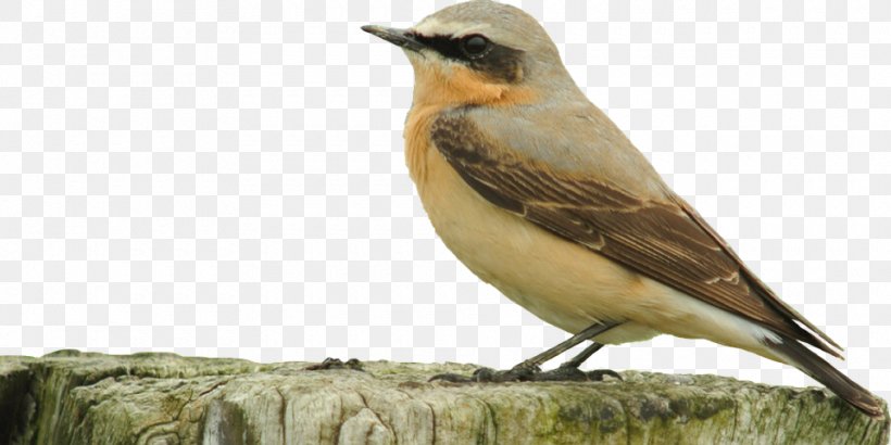 Songbird Clip Art, PNG, 960x480px, Bird, Beak, European Robin, Fauna, Finch Download Free